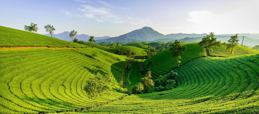 Grüner Tee Ceylon Korea Vietnam